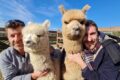 Il viaggio dei 13 alpaca, dall'Alto Adige a Tarquinia