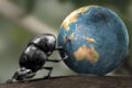 El sbovo: un armistizio con gli scarafaggi?