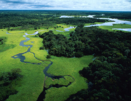 Nelle foreste “antiche” il futuro della biodiversità