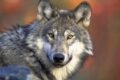 Il lupo in Alto Adige: se ne parlerà il 30 marzo con l'esperto Davide Righetti