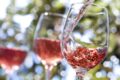 Vinifera 2021: la primavera del vino fiorisce in plein air