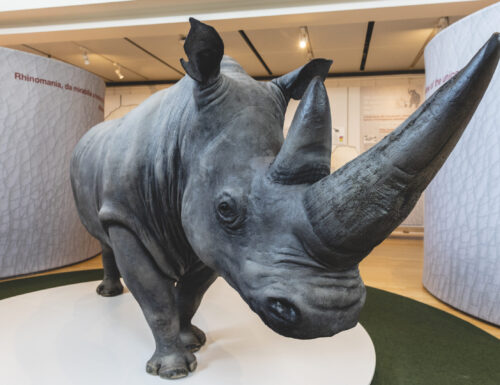 World Rhino Day